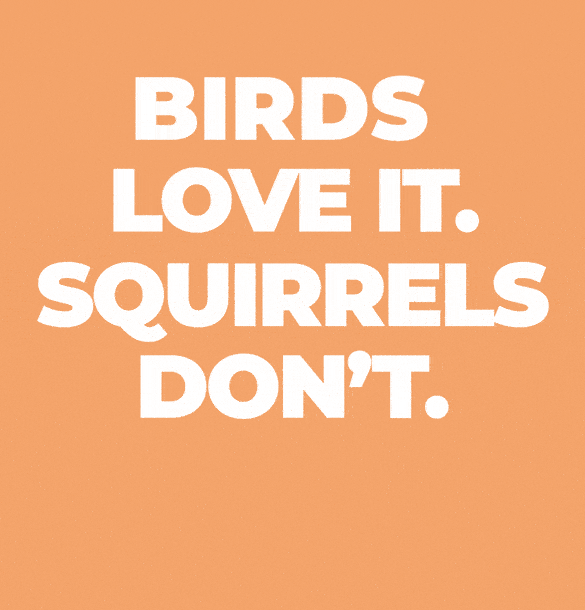 birds love it. squirrels don't