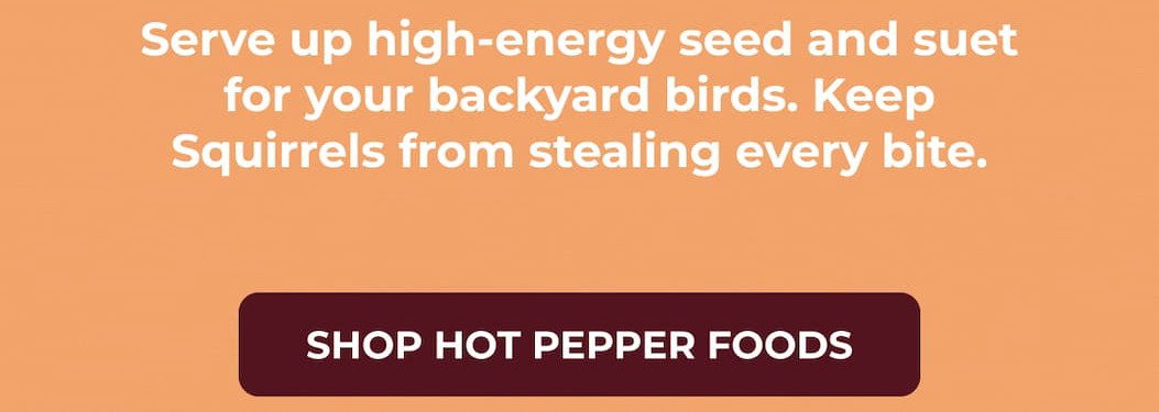 Serve up high-energy seed and suet for your backyard birds. Keep Squirrels from stealing every bite.
