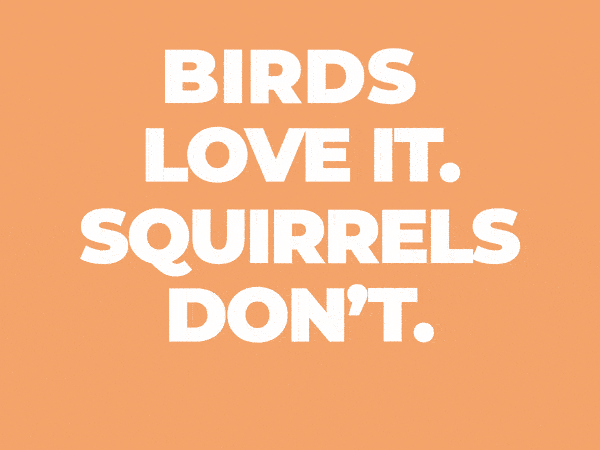 birds love it. squirrels don't