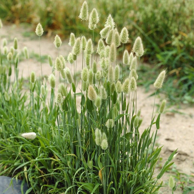 Lagurus Ovatus - Hare's Tail Grass