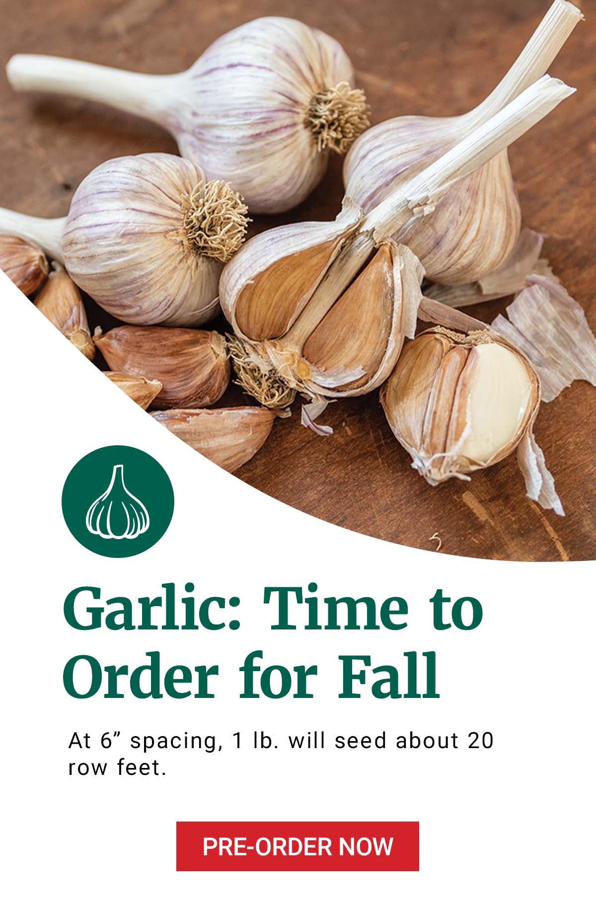 Garlic: Time to Order for Fall