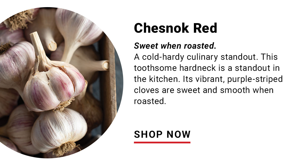 Chesnok Red: Sweet when roasted. Beautiful in the Field.