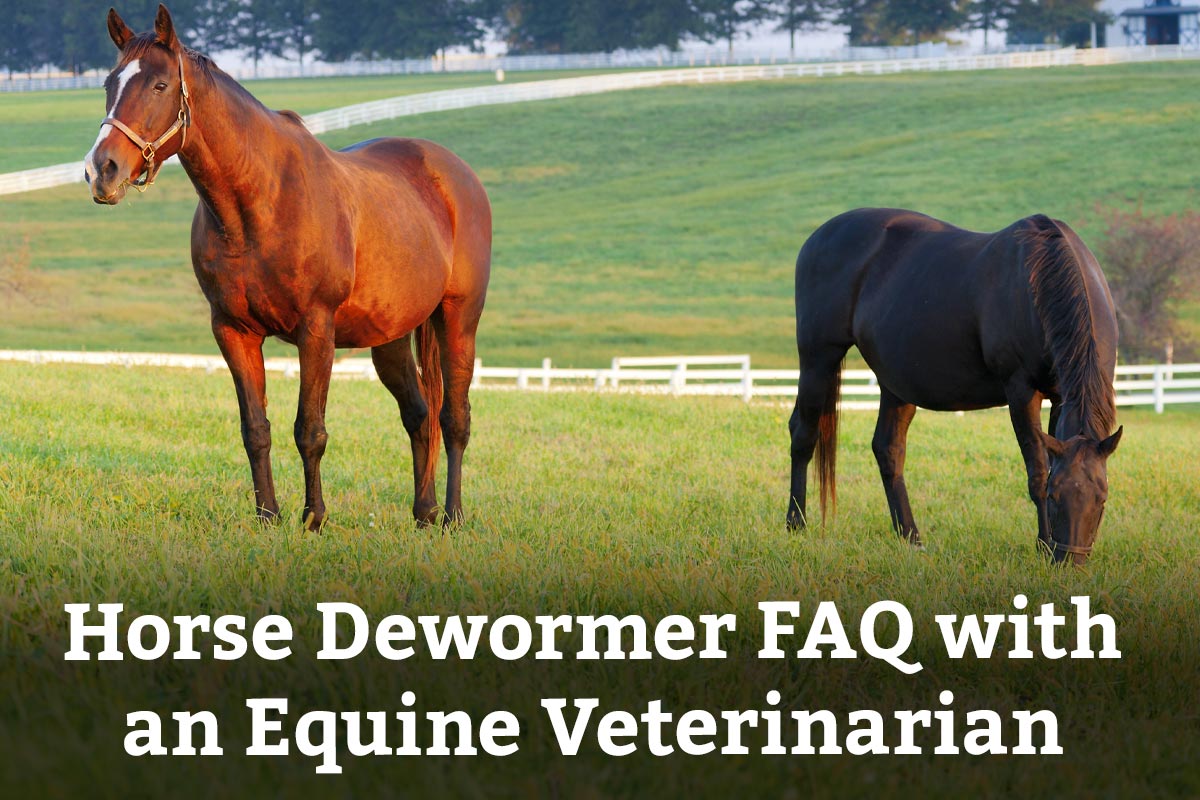 Horse Dewormer FAQ with an Equine Veterinarian - Learn More