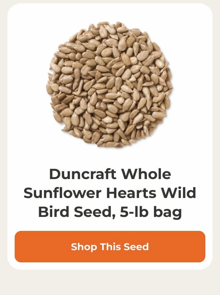 Duncraft Whole Sunflower Hearts Wild Bird Seed, 5-lb bag