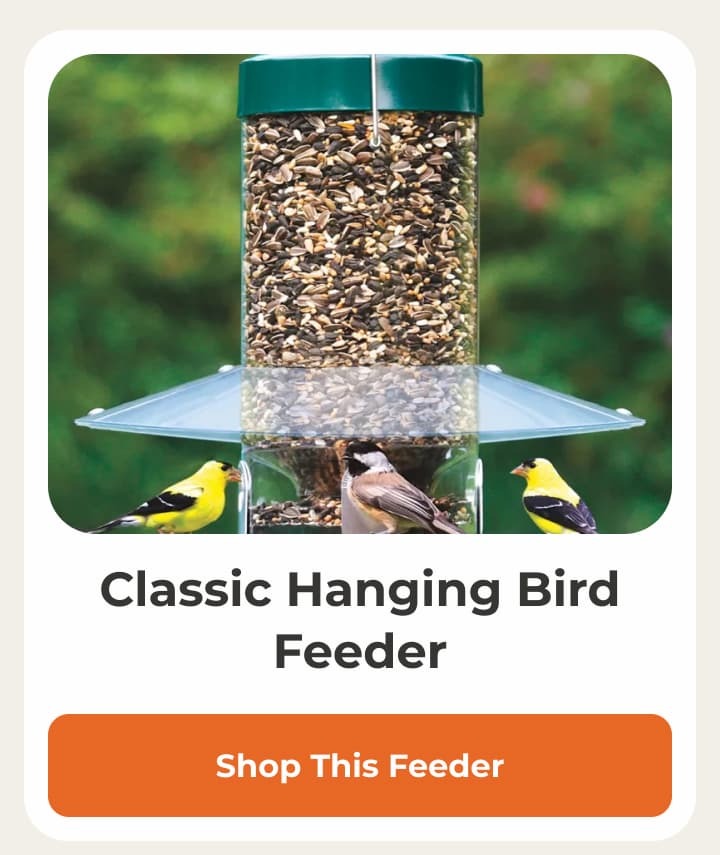 Classic Hanging Bird Feeder