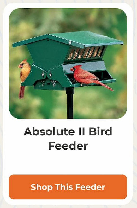 Absolute II Bird Feeder