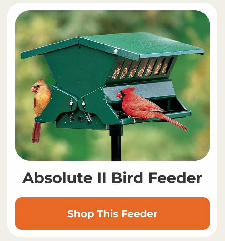 Absolute II Bird Feeder
