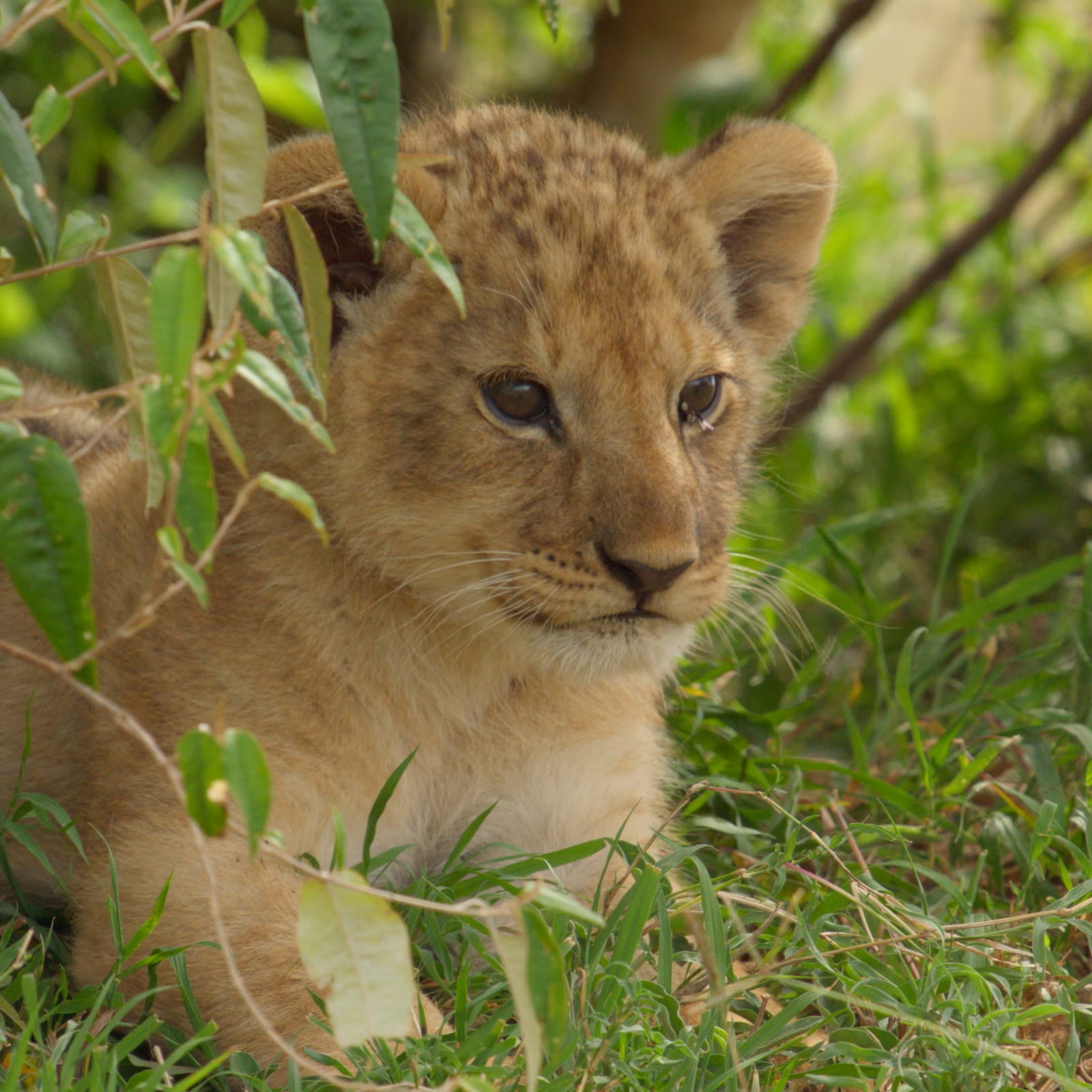 The Search for the Real-Life Lion King