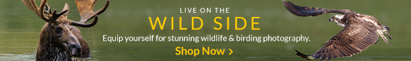 Live on the Wild Side | Shop Now