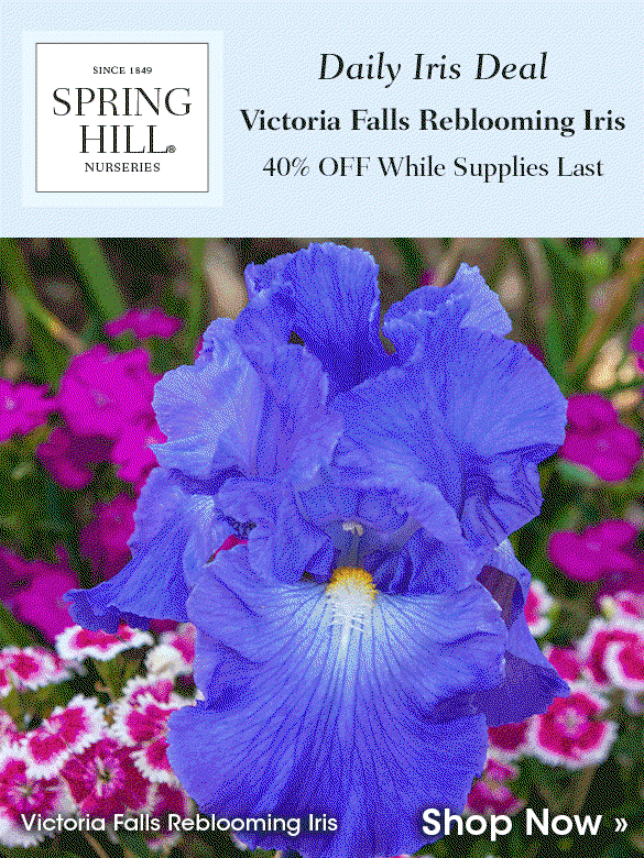 Daily Iris Deal: Lest We Forget at 40% OFF