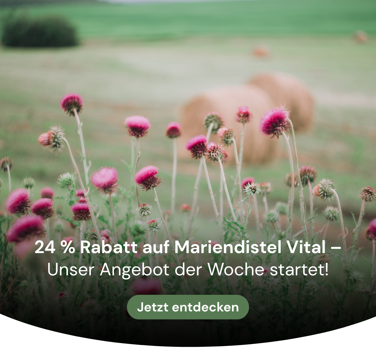 Mariendistel