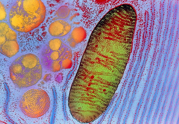 A microscope image of a mitochondrion, artificially coloured in green and red. 