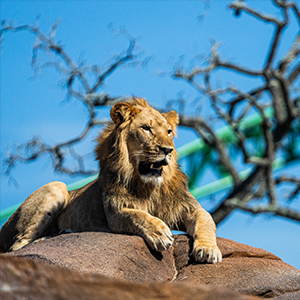 Lion & Hyena Ridge at Busch Gardens