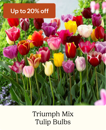 Tulip Bulbs - Triumph Mix