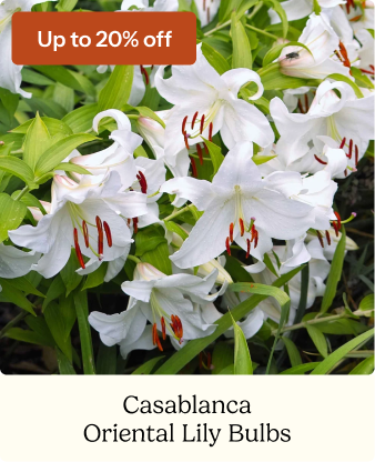 Oriental Lily Bulbs - Casablanca