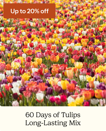 60 Days of Tulips - Long Lasting Mix