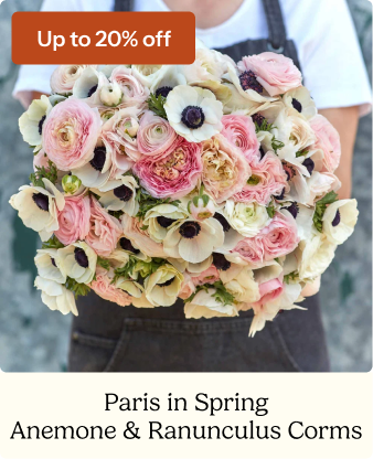 Anemone & Ranunculus - Paris In Spring Collection