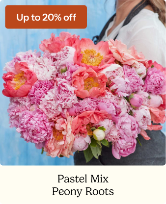 Peony Roots - Pastel Mix