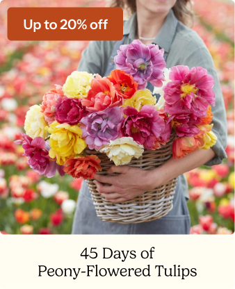 45 Days of Peony-Flowered Tulips