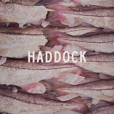 Haddock