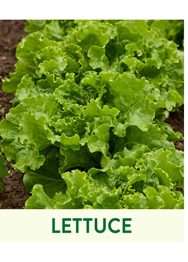 Lettuce Seeds