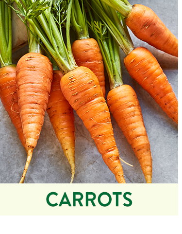 Carrot Seeds