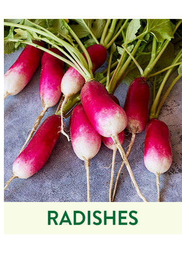 Radish Seeds