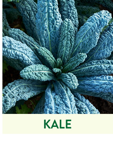 Kale Seeds