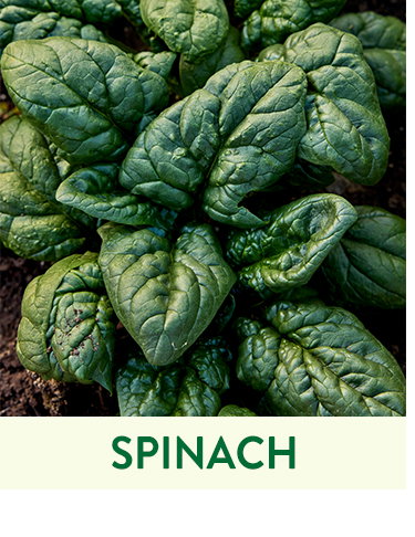 Spinach Seeds