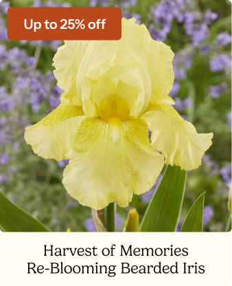 Re-Blooming Bearded Iris Bulbs - Harvest of Memories