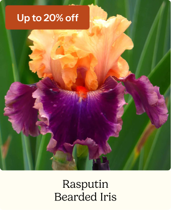 Bearded Iris Bulbs - Rasputin