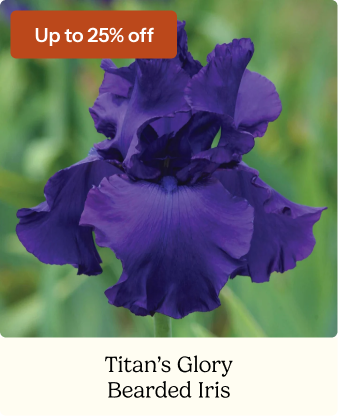 Bearded Iris Bulbs - Titan's Glory