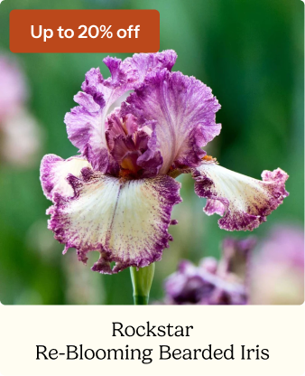 Re-Blooming Bearded Iris Bulbs - Rock Star