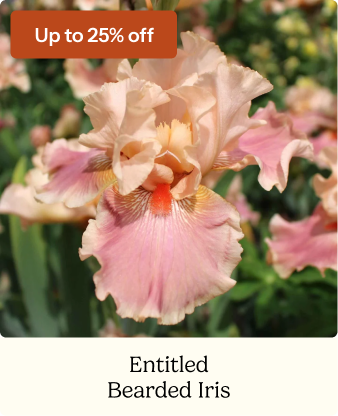 Bearded Iris Bulbs - Entitled