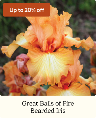 Bearded Iris Bulbs - Great Balls of Fire