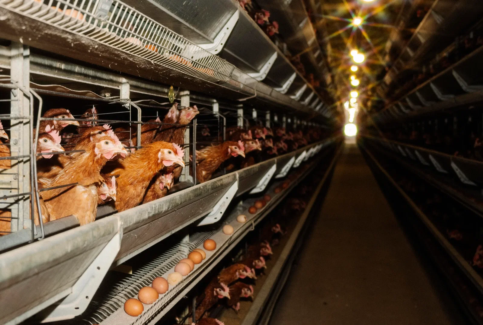 Egg-laying hens in a typical battery cage facility. | Getty Images