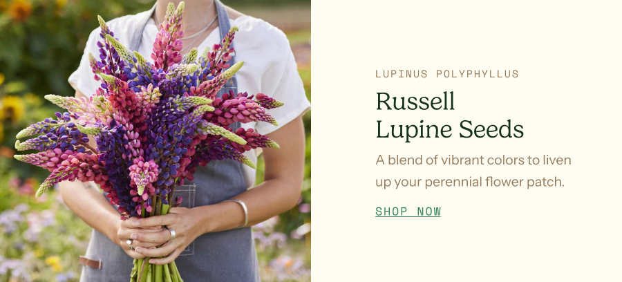 Russell Lupine Seeds