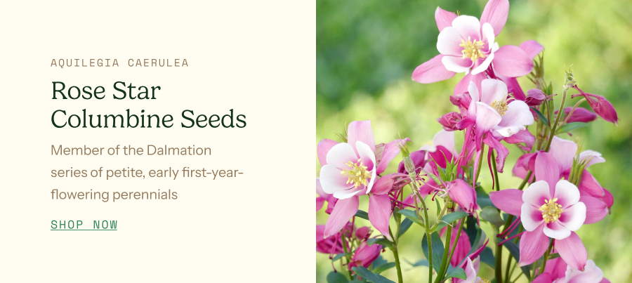 Columbine Seeds - Rose Star