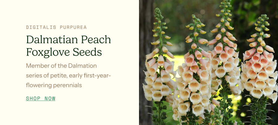Dalmatian Peach Foxglove Seeds