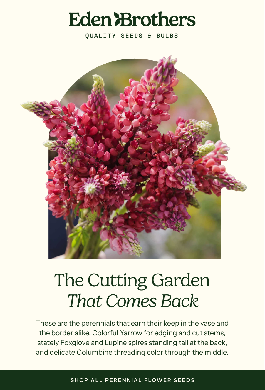 20% Perennial Flower Seeds. The Cutting Garden That Comes Back. These are the perennials that earn their keep in the vase and the border alike. Colorful Yarrow for edging and cut stems, stately Foxglove and Lupine spires standing tall at the back, and delicate Columbine threading color through the middle. 