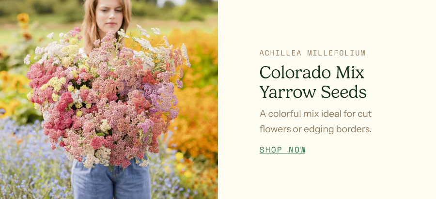 Colorado Mix Yarrow Seeds