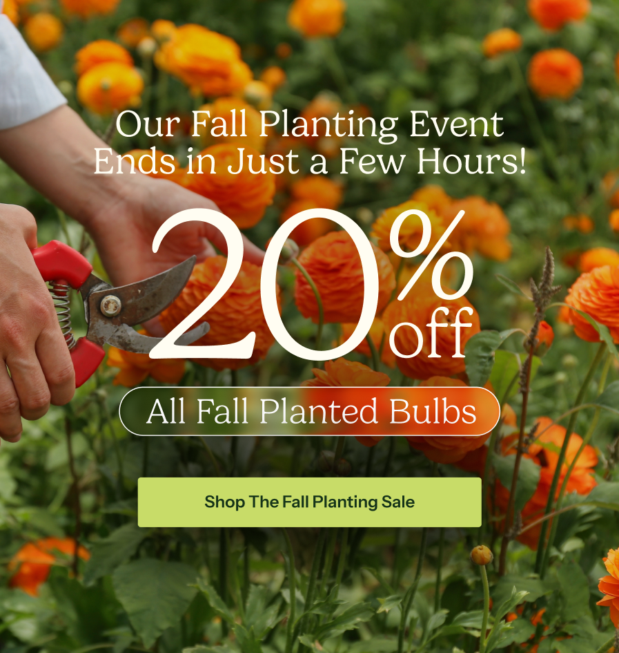 20% Off Fall Bulbs