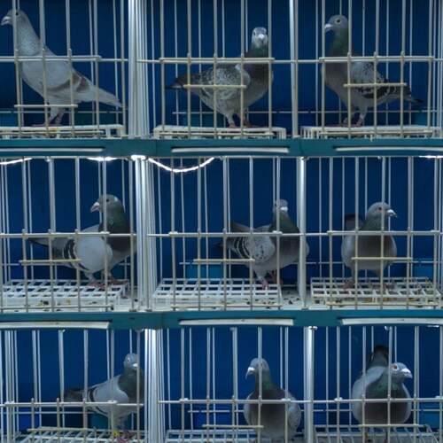 Too Many Texts? 'Pigeon Messaging' Apps Aim to Slow Things Down