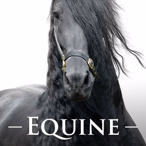 SHOP EQUINE