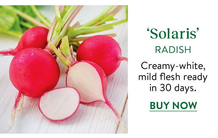 Solaris Radish Seeds
