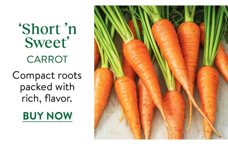 Short n' Sweet Carrot Seeds