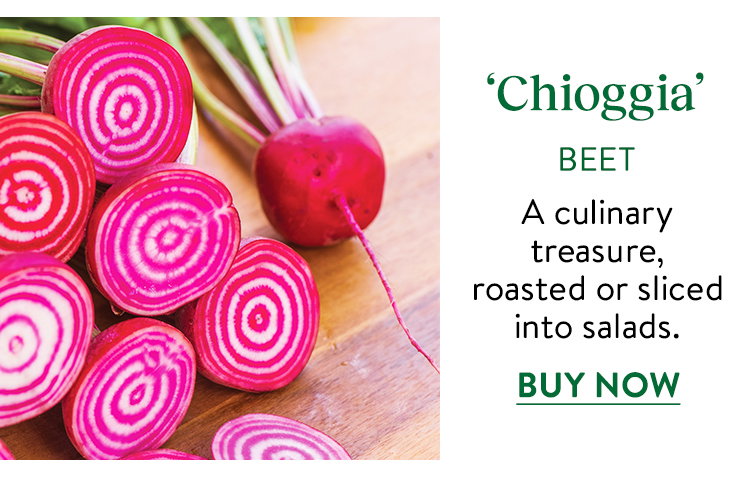 Chioggia Beet Seeds