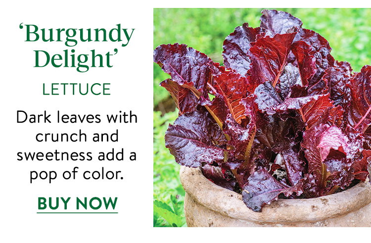 Burgundy Delight, Lettuce Seeds
