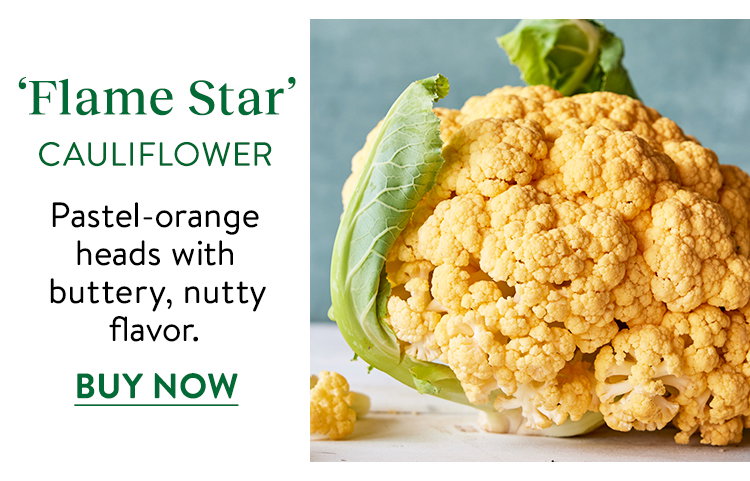 Flame Star Cauliflower Seeds & Plants