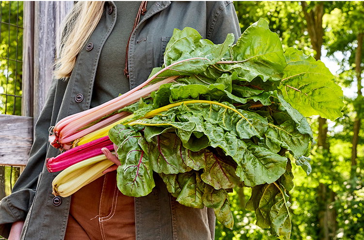 Bright Lights Swiss Chard Seeds